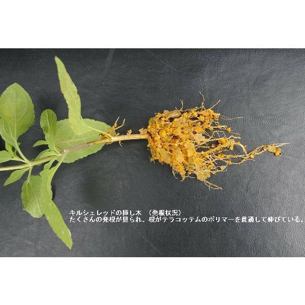 TERRACOTTEM テラコッテム 5Kg [農水省登録 輸第6947号] |  | 05