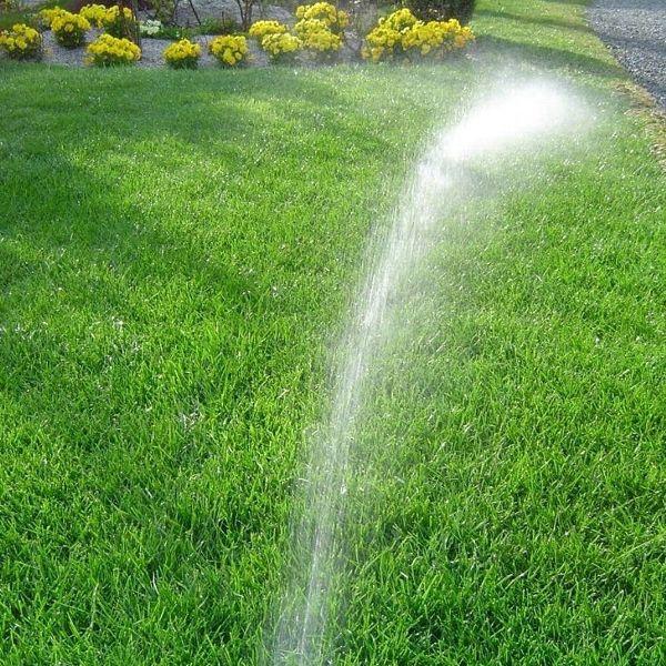 芝生の種・美しい緑を保つTOP-GREEN 10Kg(芝) | 