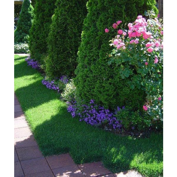 芝生の種・美しい緑を保つTOP-GREEN 10Kg(芝) |  | 02