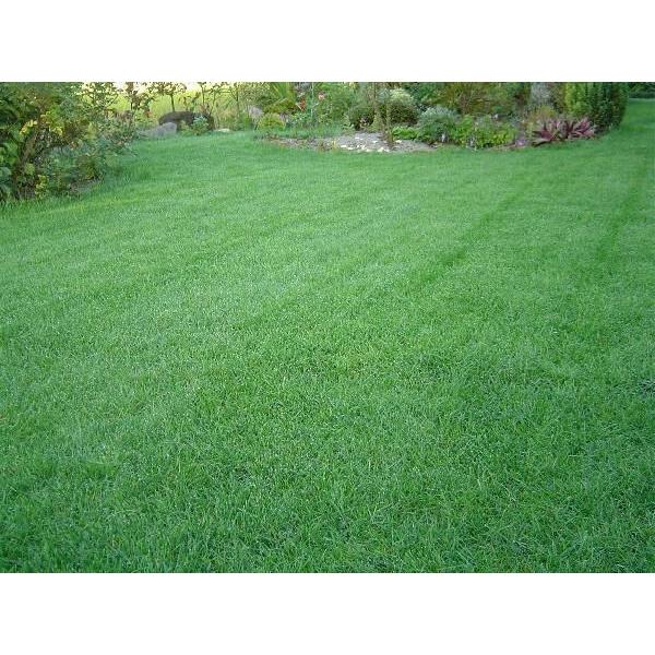 芝生の種・美しい緑を保つTOP-GREEN 500g×6(芝)送料無料 |  | 01