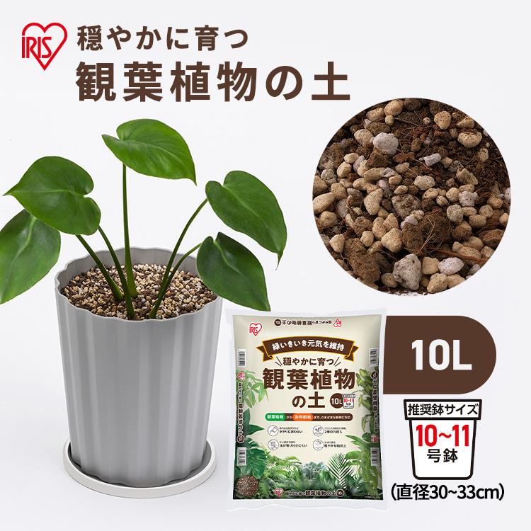 Top【選抜株】多肉植物　13196象牙　10個　鉢無し/脱土 IRIS OHYAMA（アイリスオーヤマ） 観葉植物 多肉植物 土 10L 園芸 培養