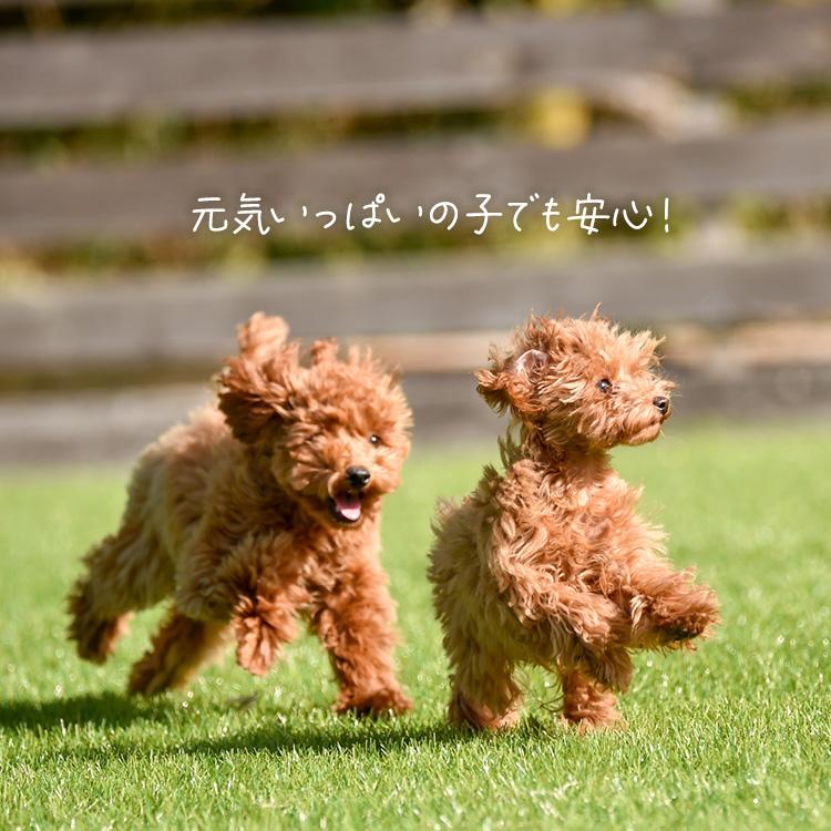 ＼1枚約30円〜／ 犬マナーベルト 犬 オムツ 6袋セット ペットオムツ 男の子 マナーベルト ペット おむつ 介護 PitaFit アイリスオーヤマ MNPD_14