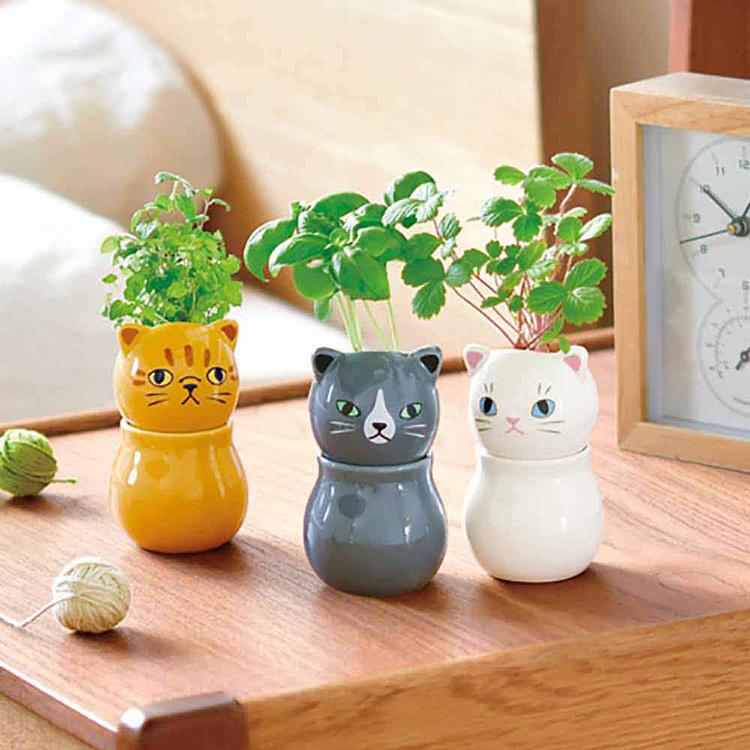 栽培キット 3種セット ミント バジル ワイルドストロベリー コロコロ