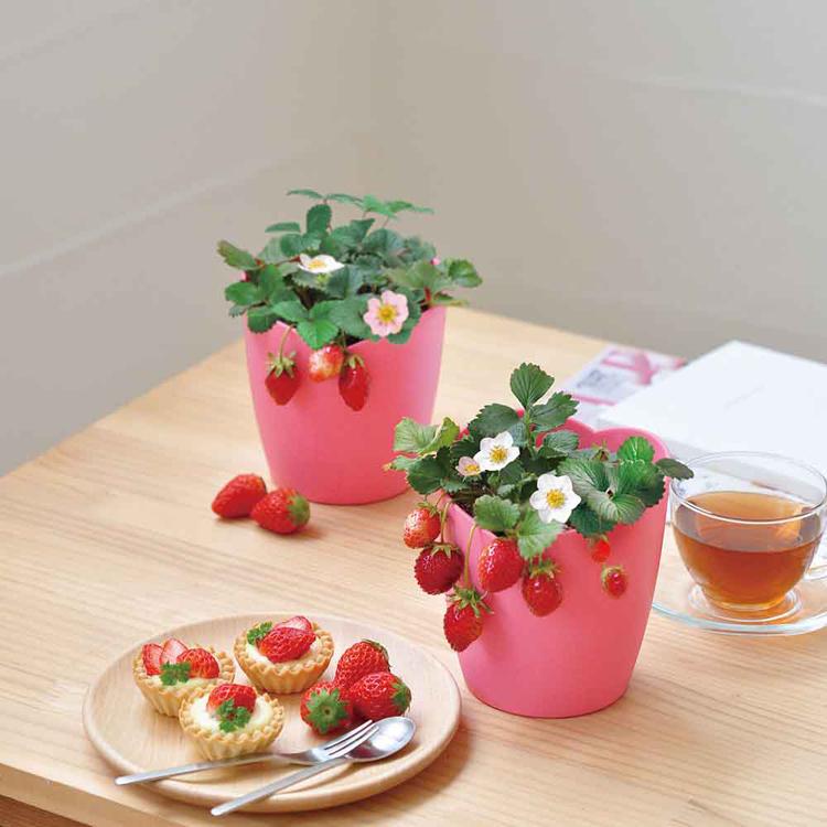 栽培キット イチゴ 聖新陶芸 くだもの 四季なりいちご SEISHIN