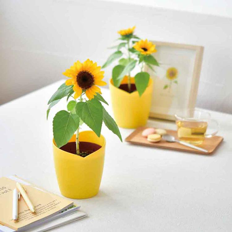栽培キット ミニひまわり ひまわり 聖新陶芸 スマイルヒマワリ