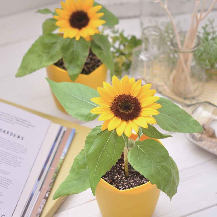 栽培キット ミニひまわり ひまわり 聖新陶芸 スマイルヒマワリ