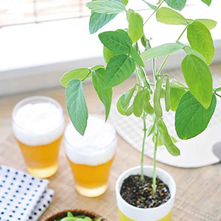 栽培キット 野菜 えだまめ 聖新陶芸 SEISHIN インテリア 枝豆 ギフト