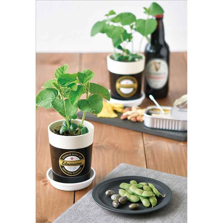 栽培キット 野菜 えだまめ 聖新陶芸 SEISHIN インテリア 枝豆 ギフト