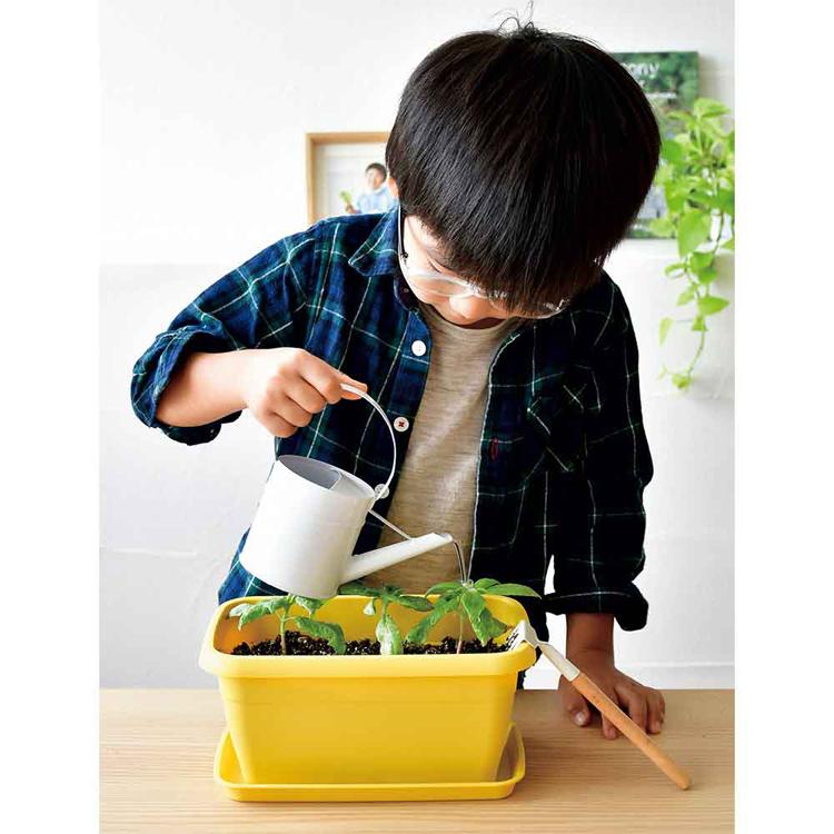 栽培キット 野菜 カラープランター 聖新陶芸 SEISHIN ミニ菜園 育てる