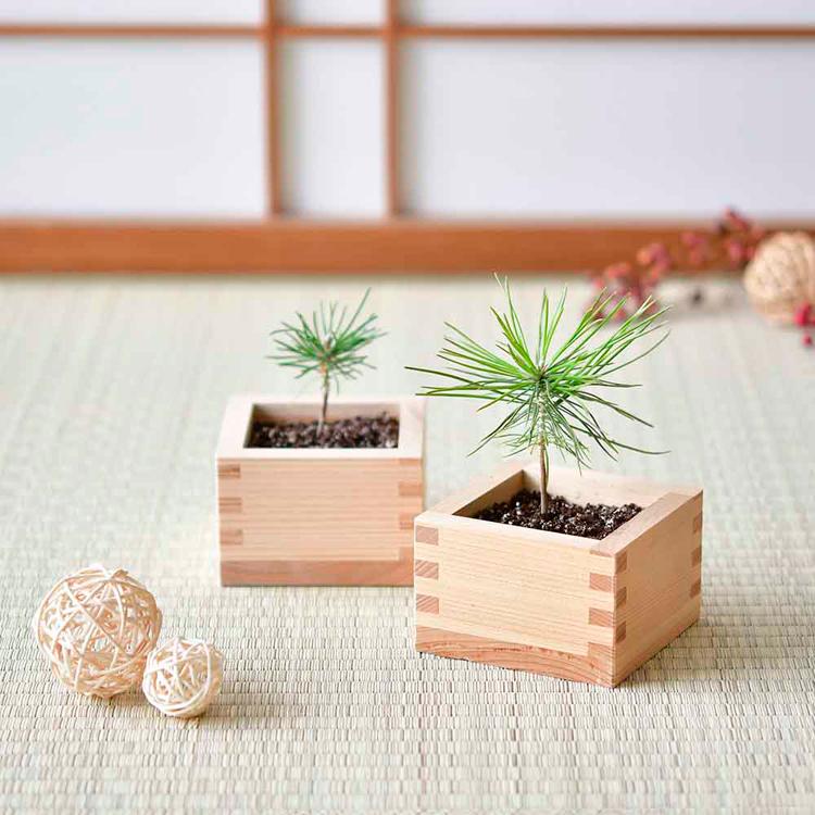 栽培キット 黒松 聖新陶芸 BONSAI ヒノキ升 SEISHIN ギフト お土産