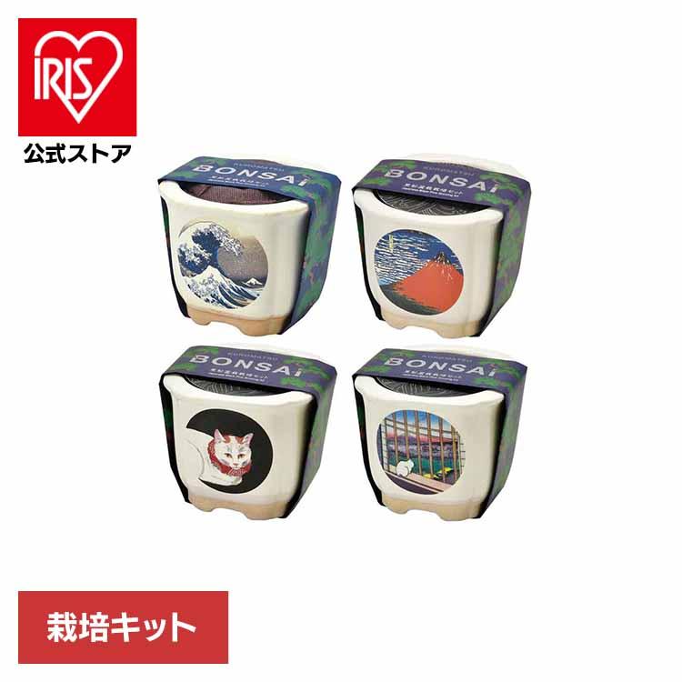 栽培キット 盆栽 松 聖新陶芸 和陶鉢 まつ 富士山 ねこ お土産