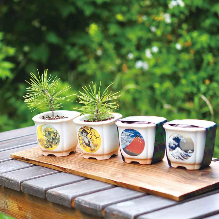 栽培キット 盆栽 松 聖新陶芸 和陶鉢 まつ 富士山 ねこ お土産
