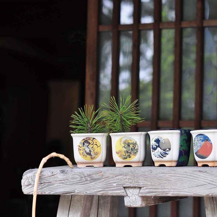 栽培キット 盆栽 松 聖新陶芸 和陶鉢 まつ 富士山 ねこ お土産