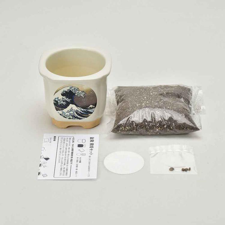 栽培キット 盆栽 松 聖新陶芸 和陶鉢 まつ 富士山 ねこ お土産