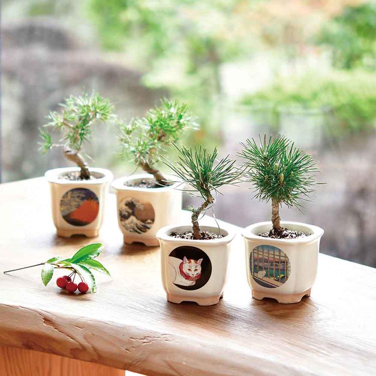 栽培キット 盆栽 4種セット 松 聖新陶芸 まつ JAPANESE BONSAI 栽培