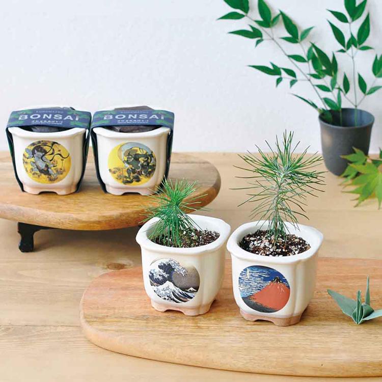 栽培キット 盆栽 4種セット 松 聖新陶芸 まつ JAPANESE BONSAI 栽培