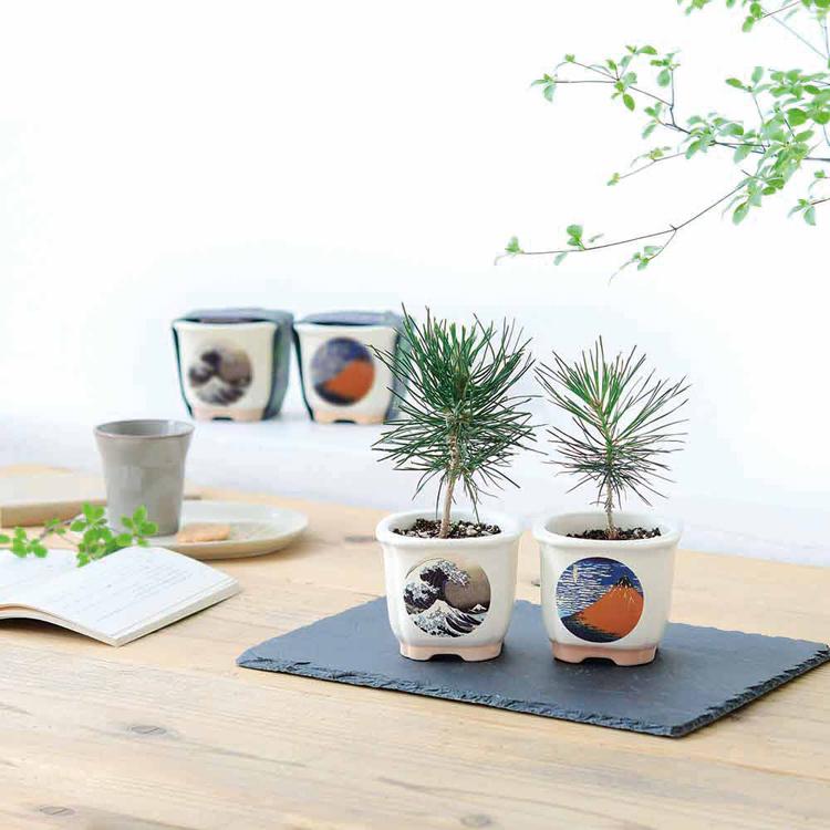 栽培キット 盆栽 4種セット 松 聖新陶芸 まつ JAPANESE BONSAI 栽培