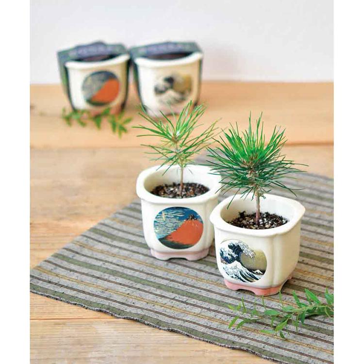 正志　ミニ盆栽鉢4個セット 栽培キット 盆栽 4種セット 松 聖新陶芸 まつ JAPANESE BONSAI 栽培