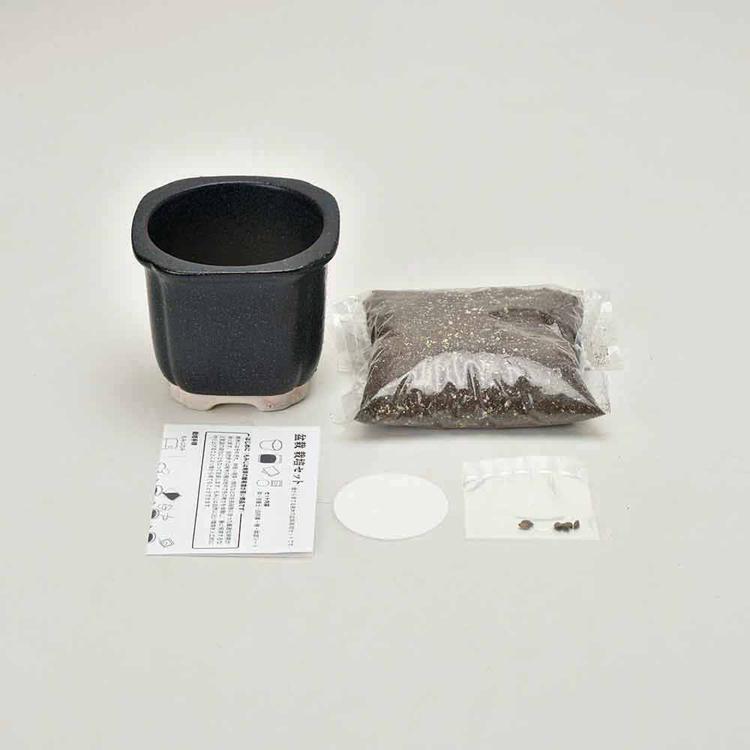 栽培キット 盆栽 2種セット 黒松 赤松 聖新陶芸 The BONSAI 栽培セット