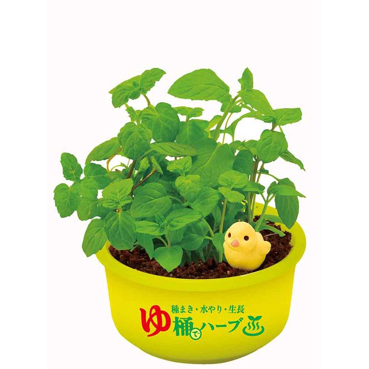栽培キット ハーブ 聖新陶芸 SEISHIN ミニ湯桶 あひるちゃん 香草