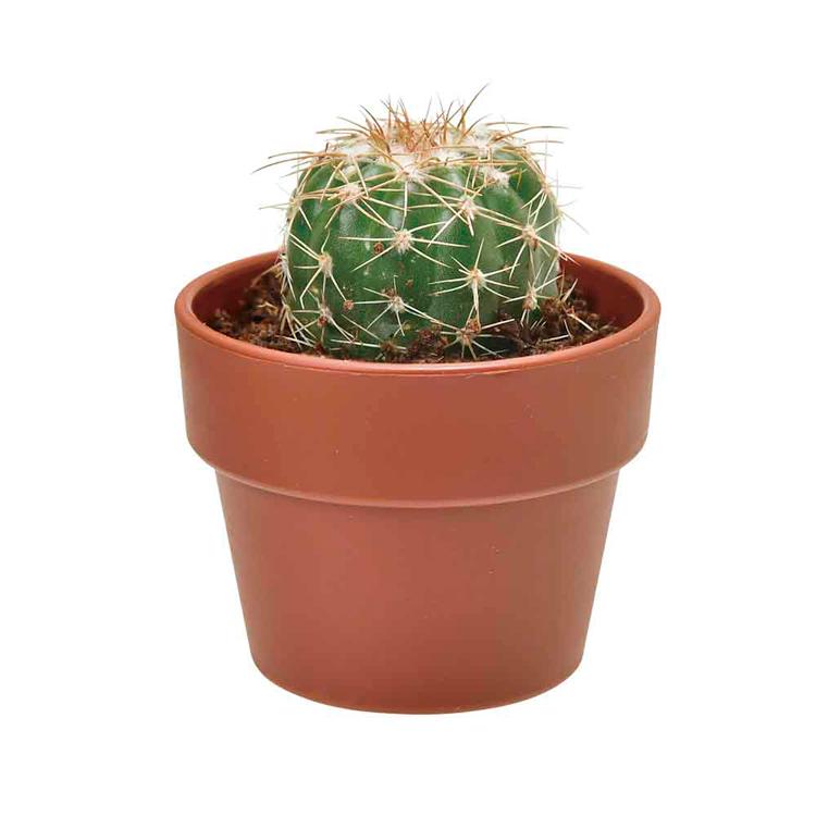 栽培キット サボテン 聖新陶芸 SEISHIN ガチャ さぼてん ギフト