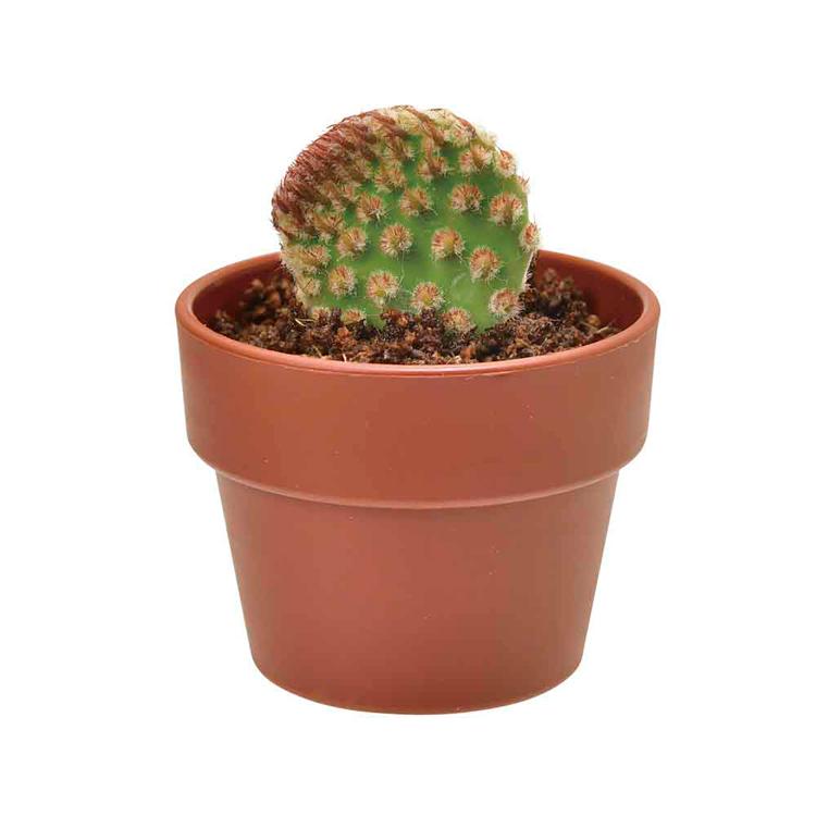 栽培キット サボテン 聖新陶芸 SEISHIN ガチャ さぼてん ギフト