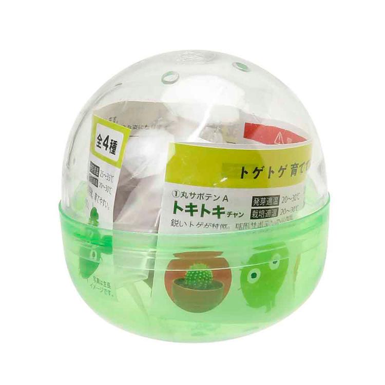栽培キット サボテン 聖新陶芸 SEISHIN ガチャ さぼてん ギフト