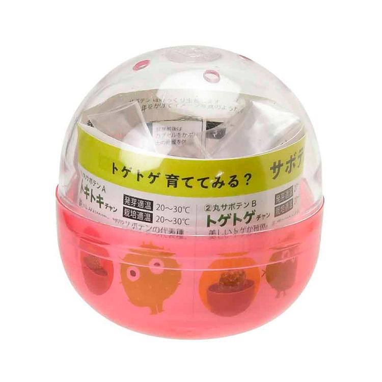 栽培キット サボテン 聖新陶芸 SEISHIN ガチャ さぼてん ギフト