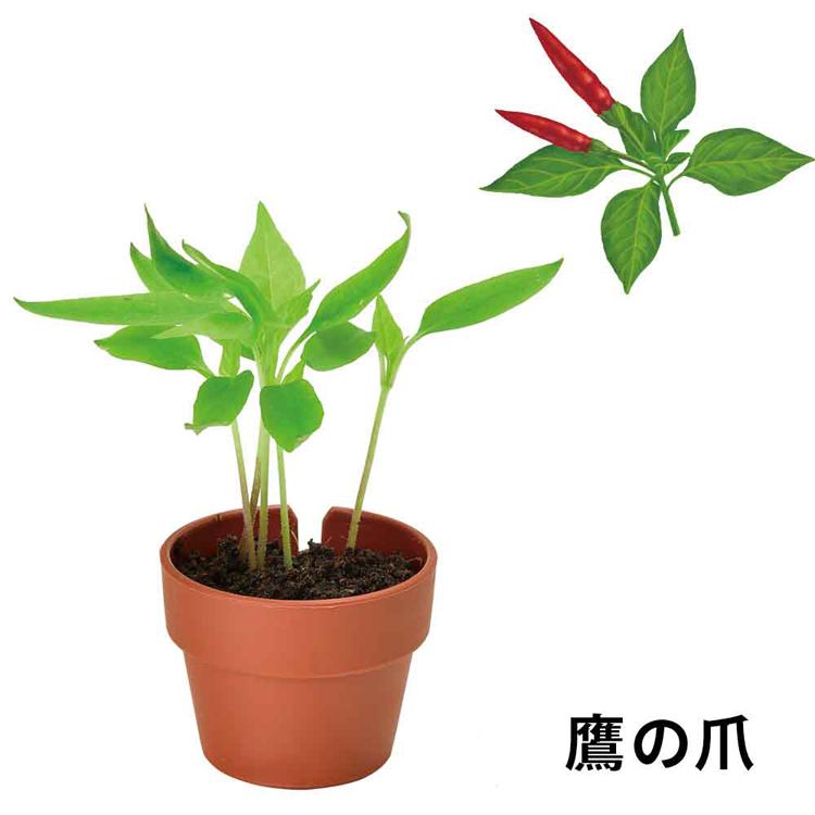 栽培キット 薬味 聖新陶芸 SEISHIN やくみ 青じそ 三つ葉 ねぎ わさび