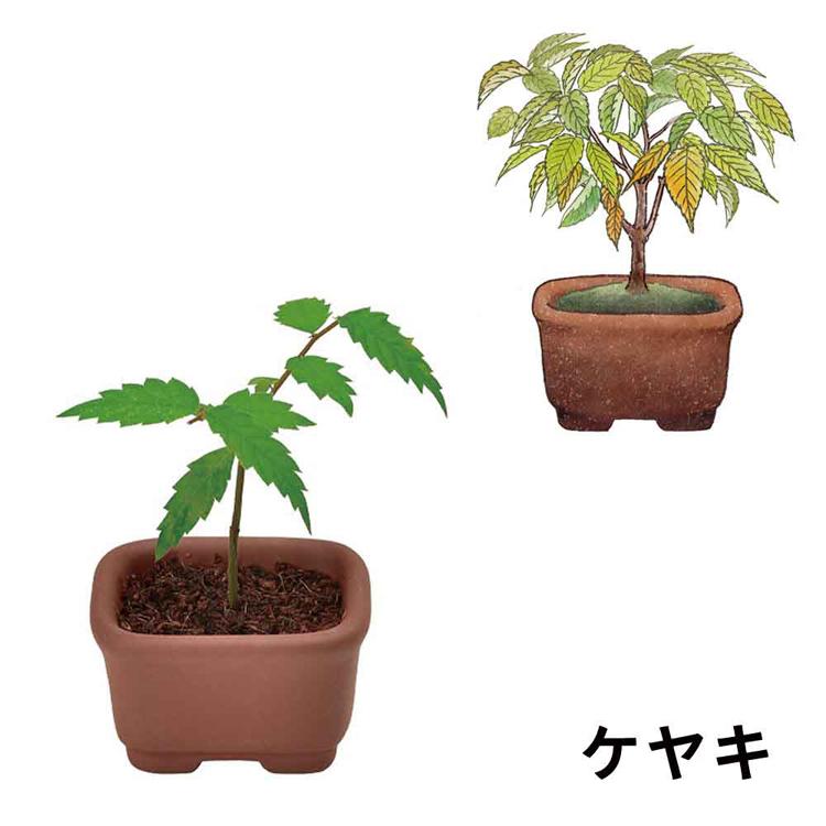 栽培キット 盆栽 聖新陶芸 SEISHIN ミニ盆栽 BONSAI ガチャ 松 紅葉