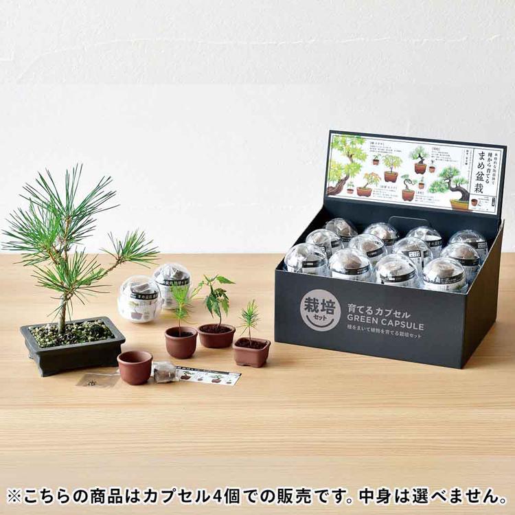 栽培キット 盆栽 4個セット 聖新陶芸 SEISHIN カプセル まめ盆栽 栽培