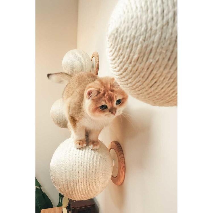 キャットウォーク キャットステップ 爪研ぎボール 猫用品 ペット用品 猫家具 爪研ぎ 壁掛け ペット共生 猫部屋 CATURN N25 キャターン MYZOO MZ0002の画像