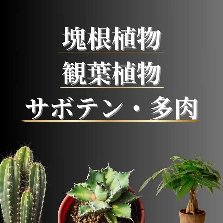 培養土 用土 室内 観葉植物 多肉植物 虫がわかない 硬質 室内向け観葉