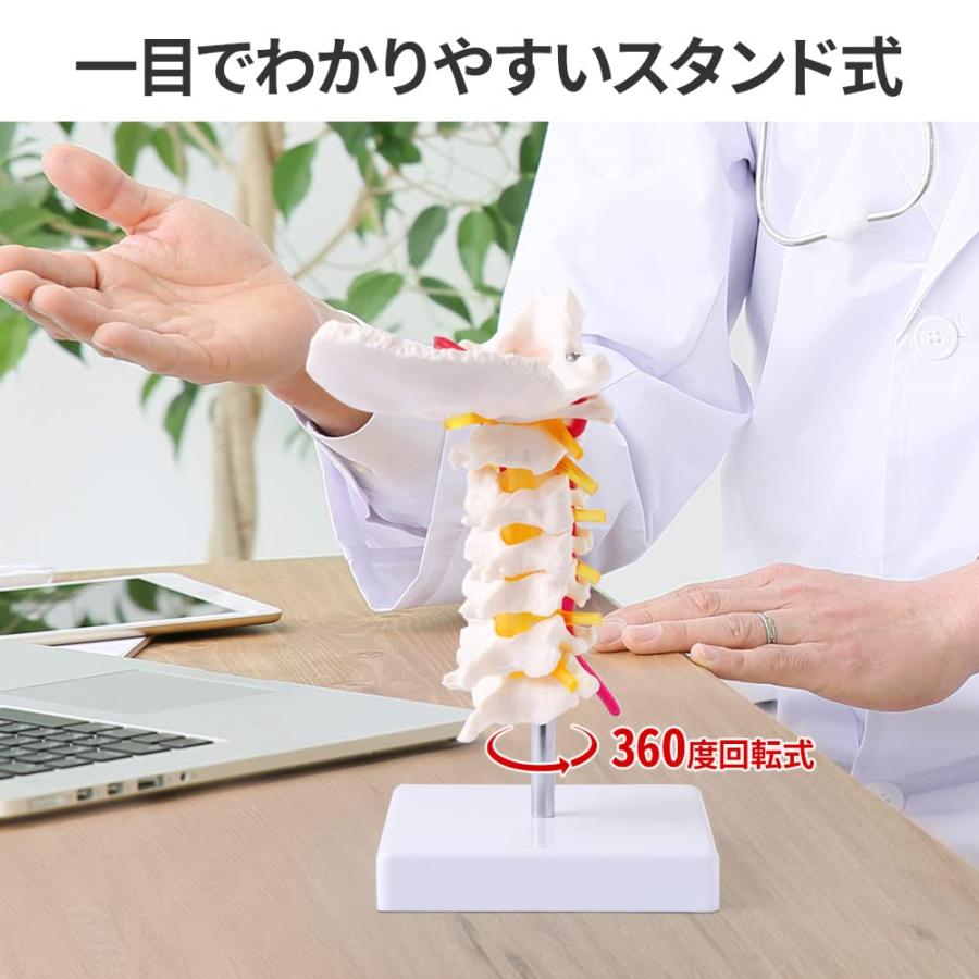 人体模型 実物大 頸椎模型 頚椎模型 頚椎 後頭骨 骨格模型 1/1サイズ