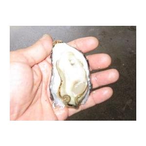 殻付き牡蠣の豊前海一粒かき（Sサイズ１０キロ詰）｜iriwa｜03