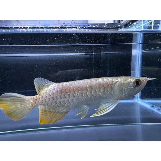 訳アリ特価！！(A108)アジアアロワナ 過背金龍（クロスバック