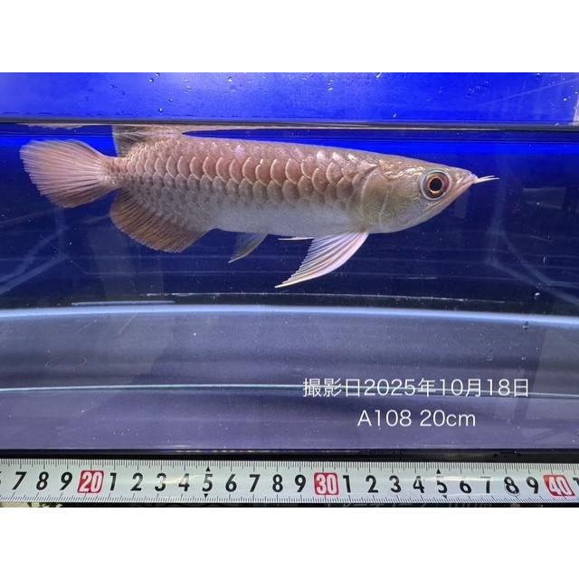 A108)アジアアロワナ 過背金龍（クロスバック・ゴールデン）±20cm 国際