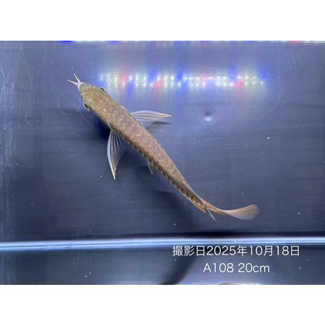 A108)アジアアロワナ 過背金龍（クロスバック・ゴールデン）±20cm 国際