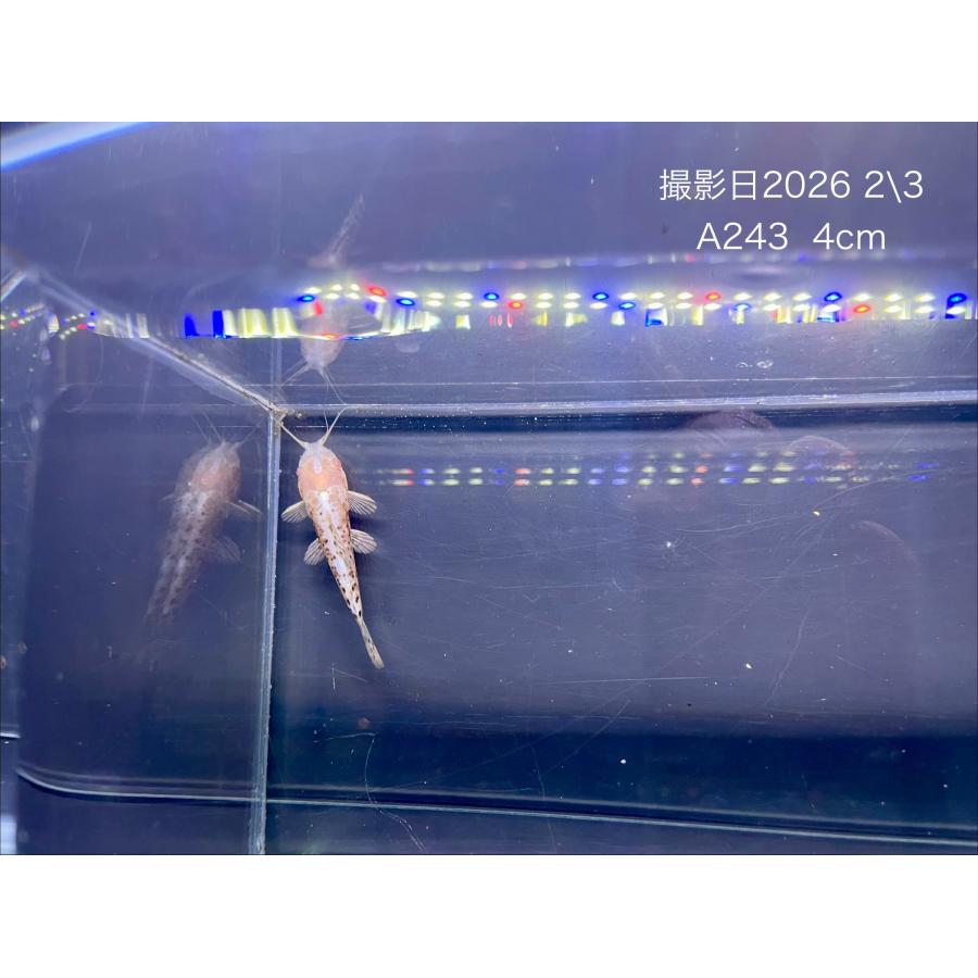 (A243)アルビノブロッチホプロ【3匹セット】±4cm : irodori.AQUA - 通販 - Yahoo!ショッピング