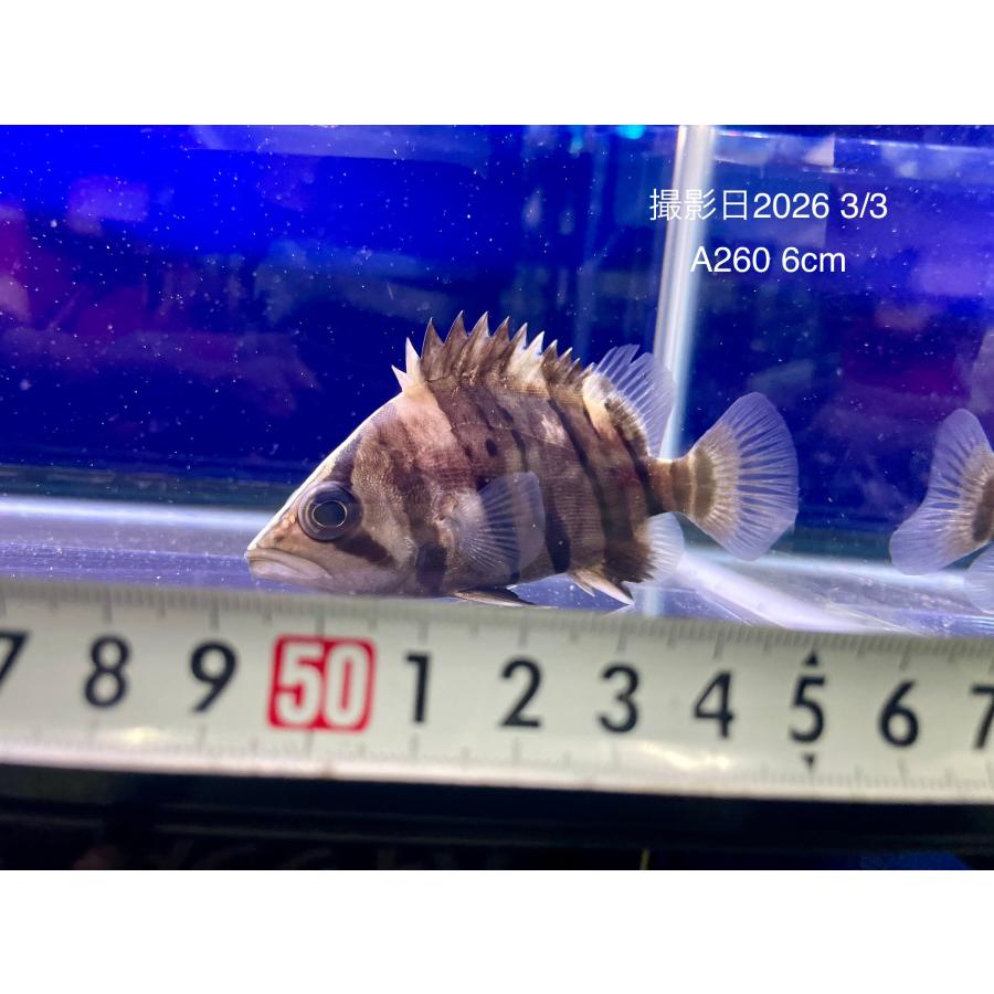 厳選！！左右対称バンド！ダトニオプラスワン ±6cm 淡水魚】爆安 