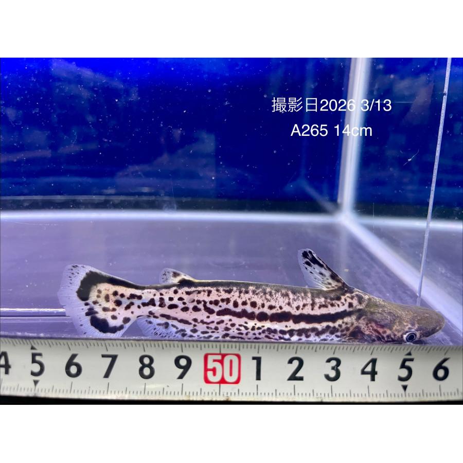 A265)待望の再入荷！！マーブルドルフィンキャット【コロンビア産 