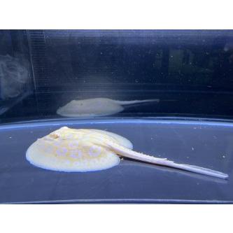 A66)クロコダイル・アルビノ スノー スティングレイ ♂ CITES