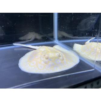 A66)クロコダイル・アルビノ スノー スティングレイ ♂ CITES