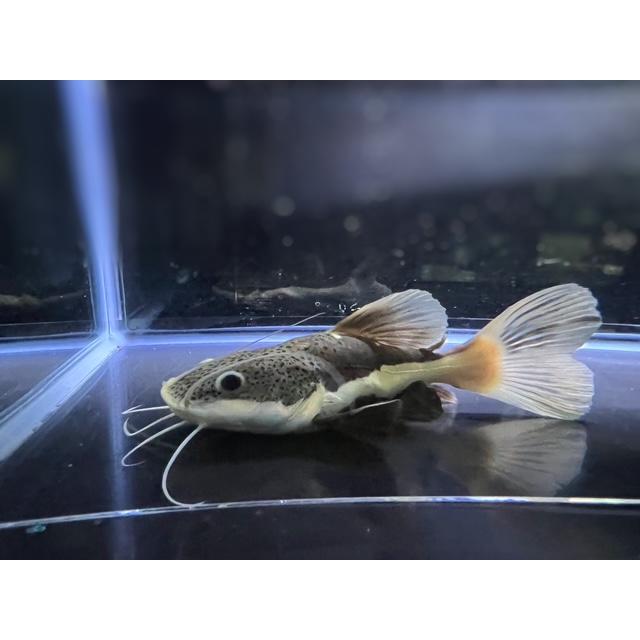 最終価格です。レッドテールキャット ショート