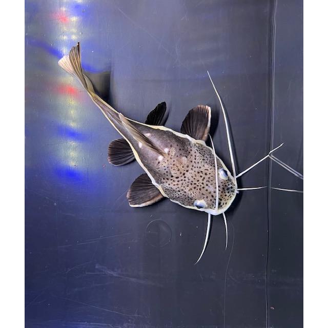 最終価格です。レッドテールキャット ショート