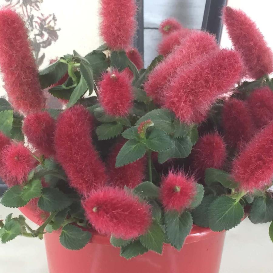 アカリファ キャットテール 4号 室内向 観葉植物 Acalypha Reptans 彩り生活 Laviecloree 通販 Yahoo ショッピング