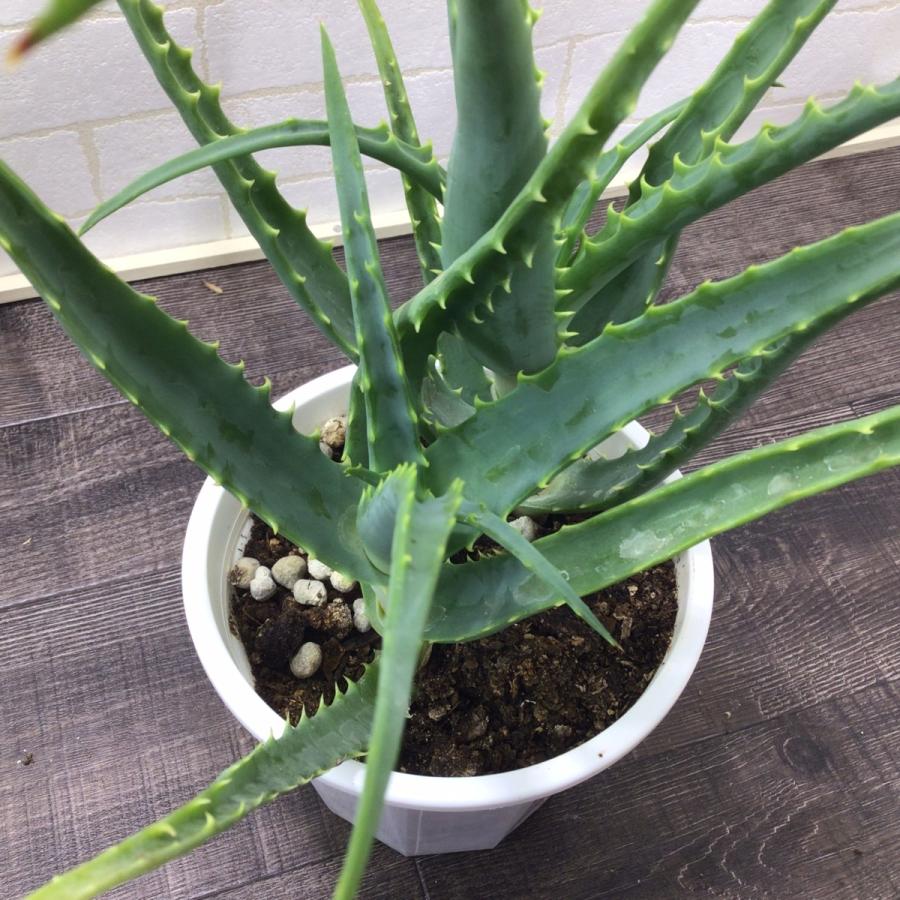 期間限定お試し価格 食用アロエ 木立アロエ 5号 2本立 ヨーグルトに混ぜたりジュースなどに Camarataperoa Ba Gov Br