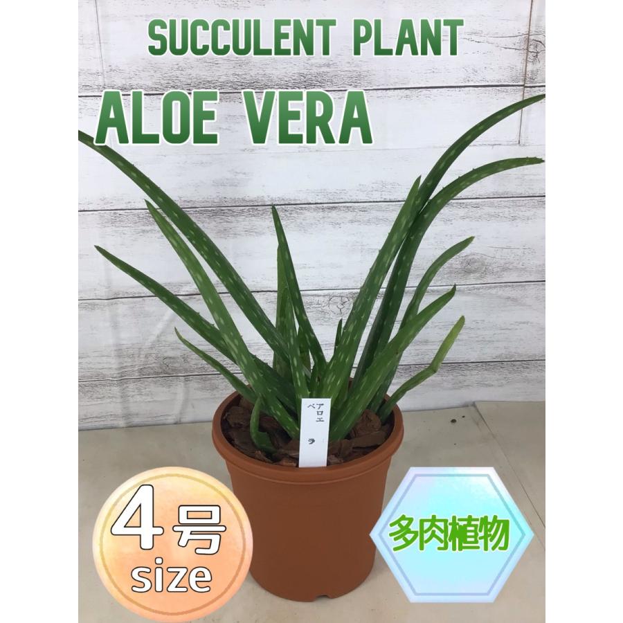 食用アロエ アロエ ベラ ４号 ヨーグルトに混ぜたりジュースなどに Aloe Vera 彩り生活 Laviecloree 通販 Yahoo ショッピング