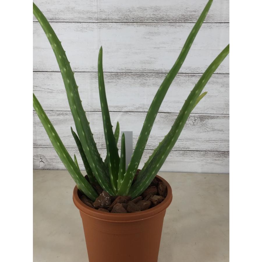 食用アロエ アロエ ベラ ４号 最大69 Offクーポン ヨーグルトに混ぜたりジュースなどに