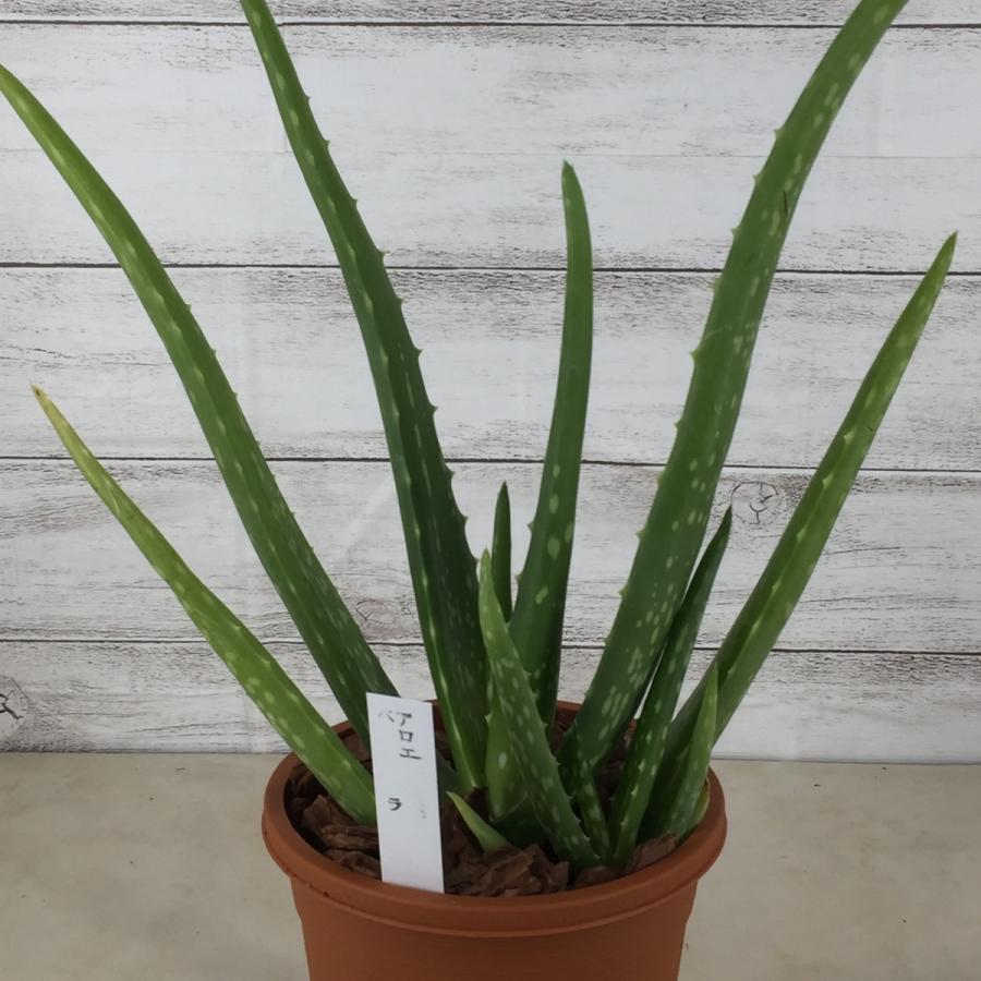 食用アロエ アロエ ベラ ４号 ヨーグルトに混ぜたりジュースなどに Aloe Vera ガーデンストアはなえん 通販 Yahoo ショッピング